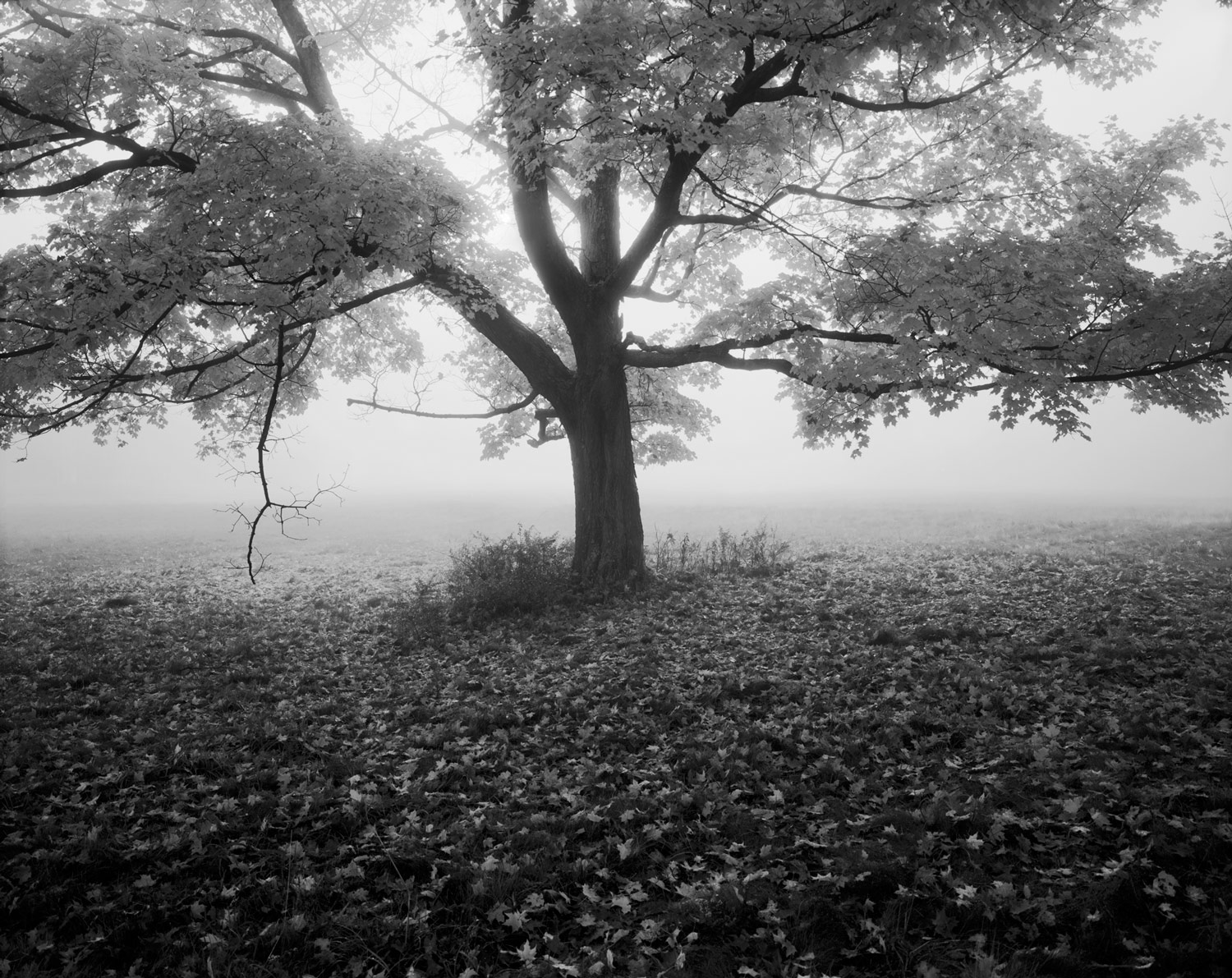 Autumn Maple, fog, sunset, Platte Clove, Catskill Mountains