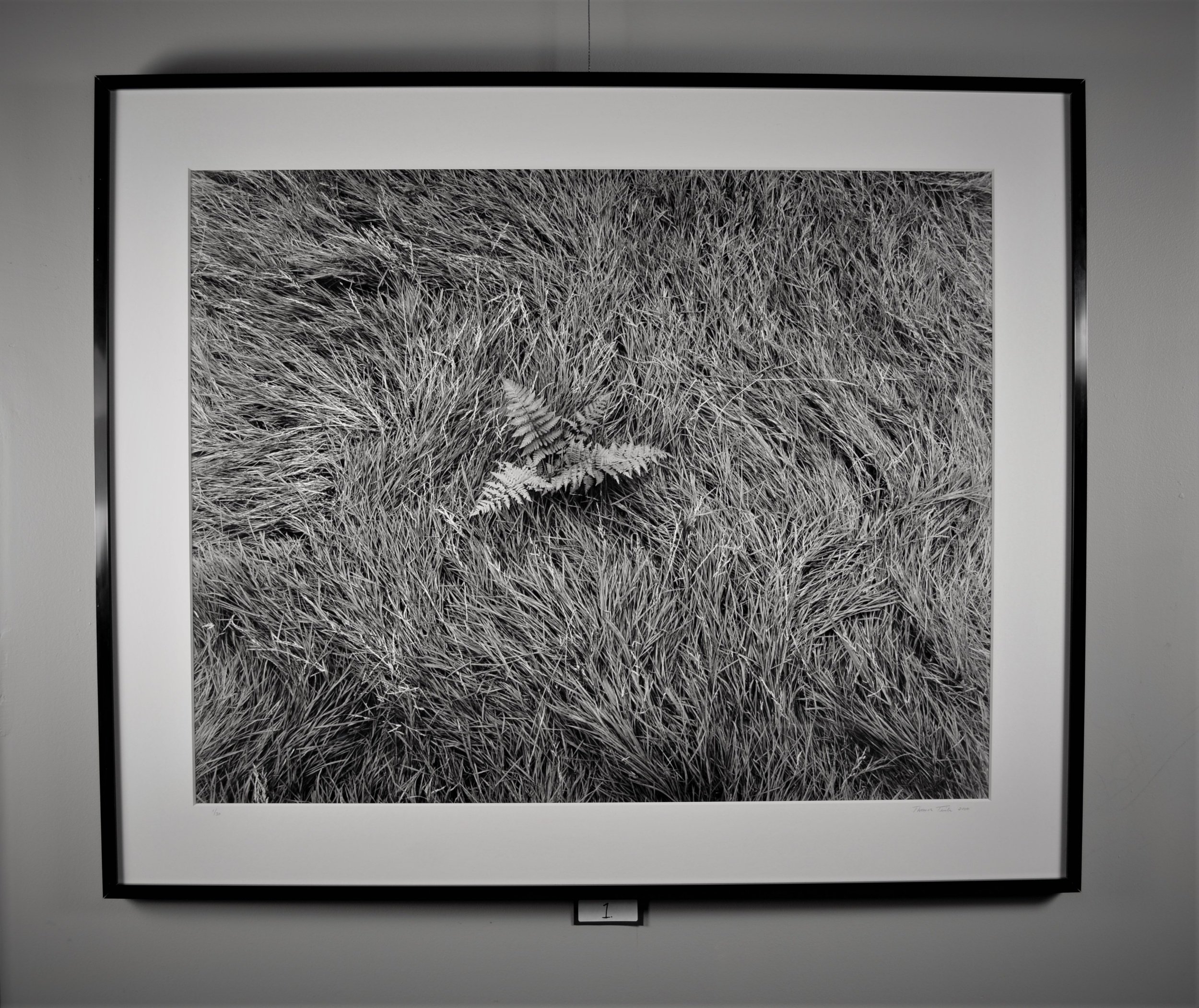 Wind-blown grass, hay scented fern, Catskill Mountains 28×35 inch print framed to 36x43