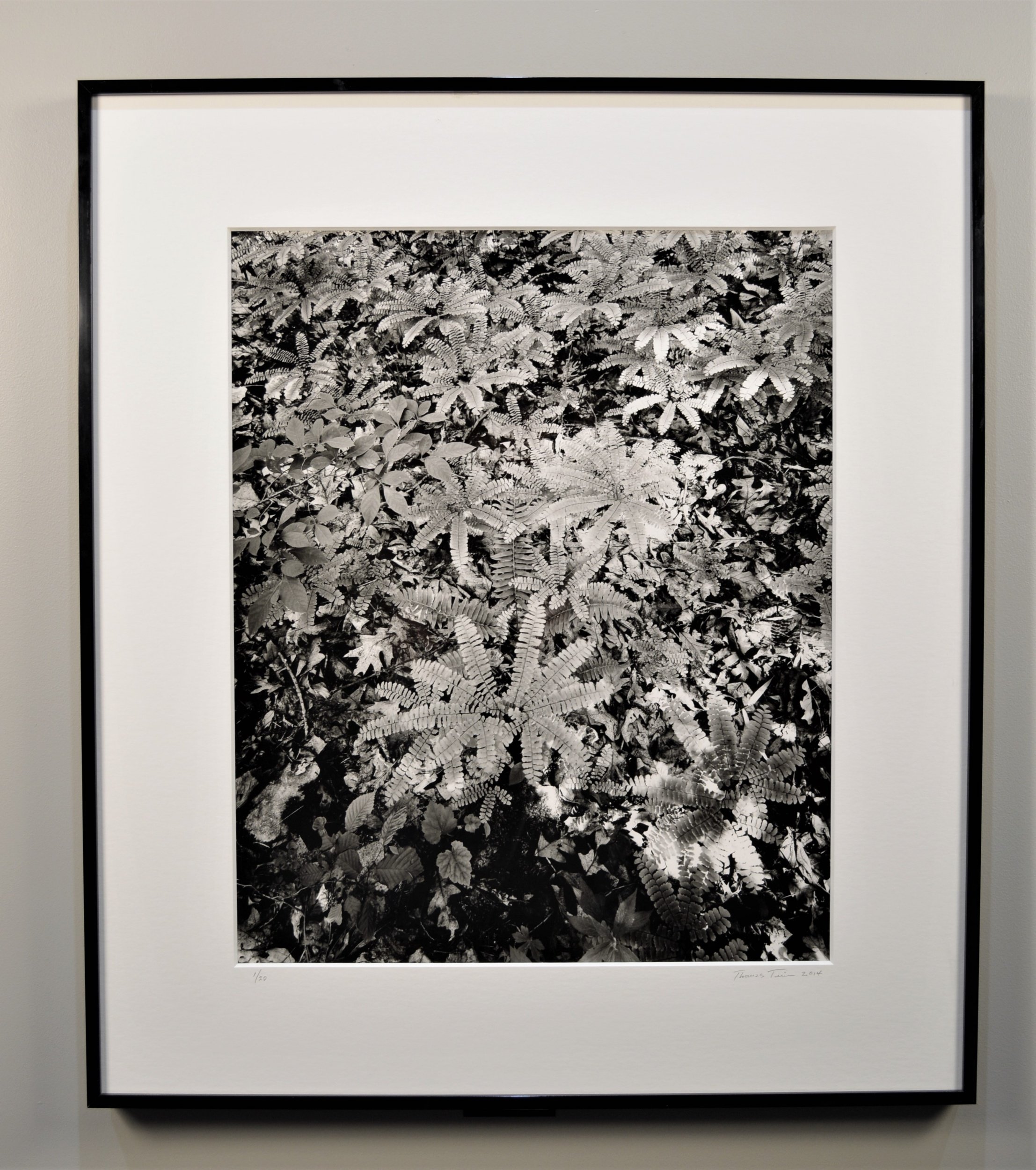 Maidenhair fern, log, spring detail 24×20 framed to 32×28
