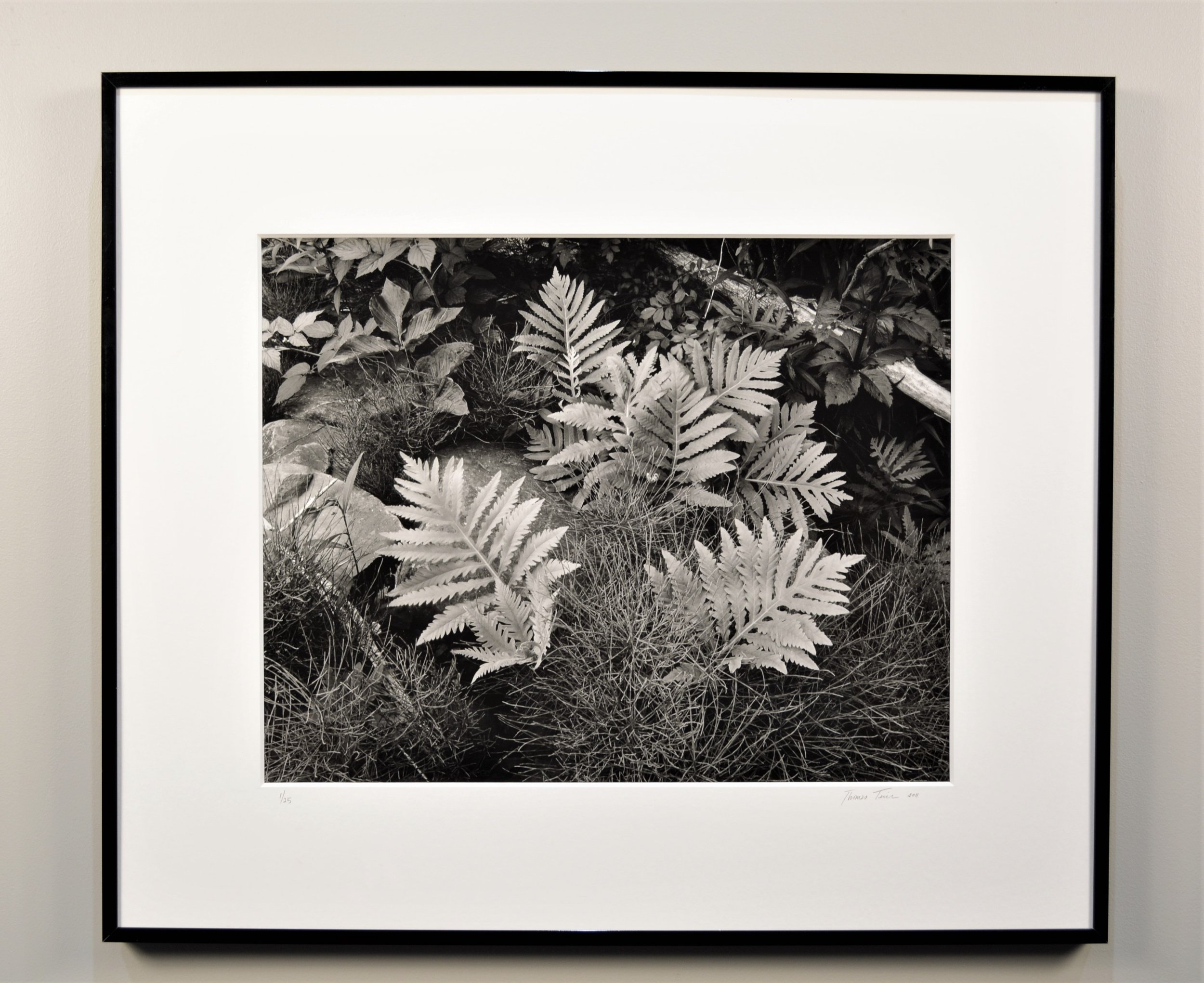 Sensitive fern, horsetails, early spring, Catskill Mountains 16×20 framed to 24×28