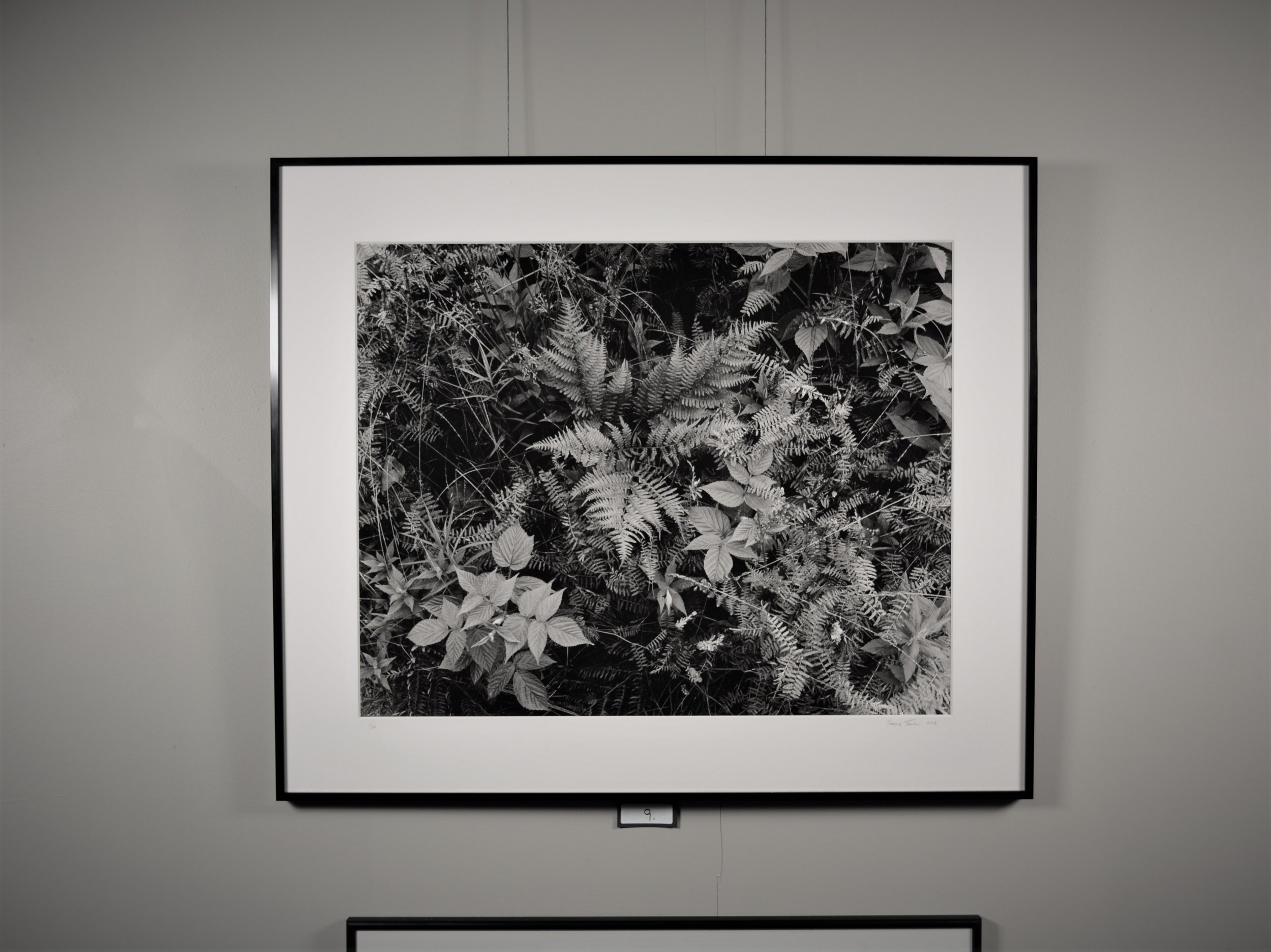 Summer ferns, crown vetch and blackberry, Georgetown Island Maine 24×30 framed to 32×38