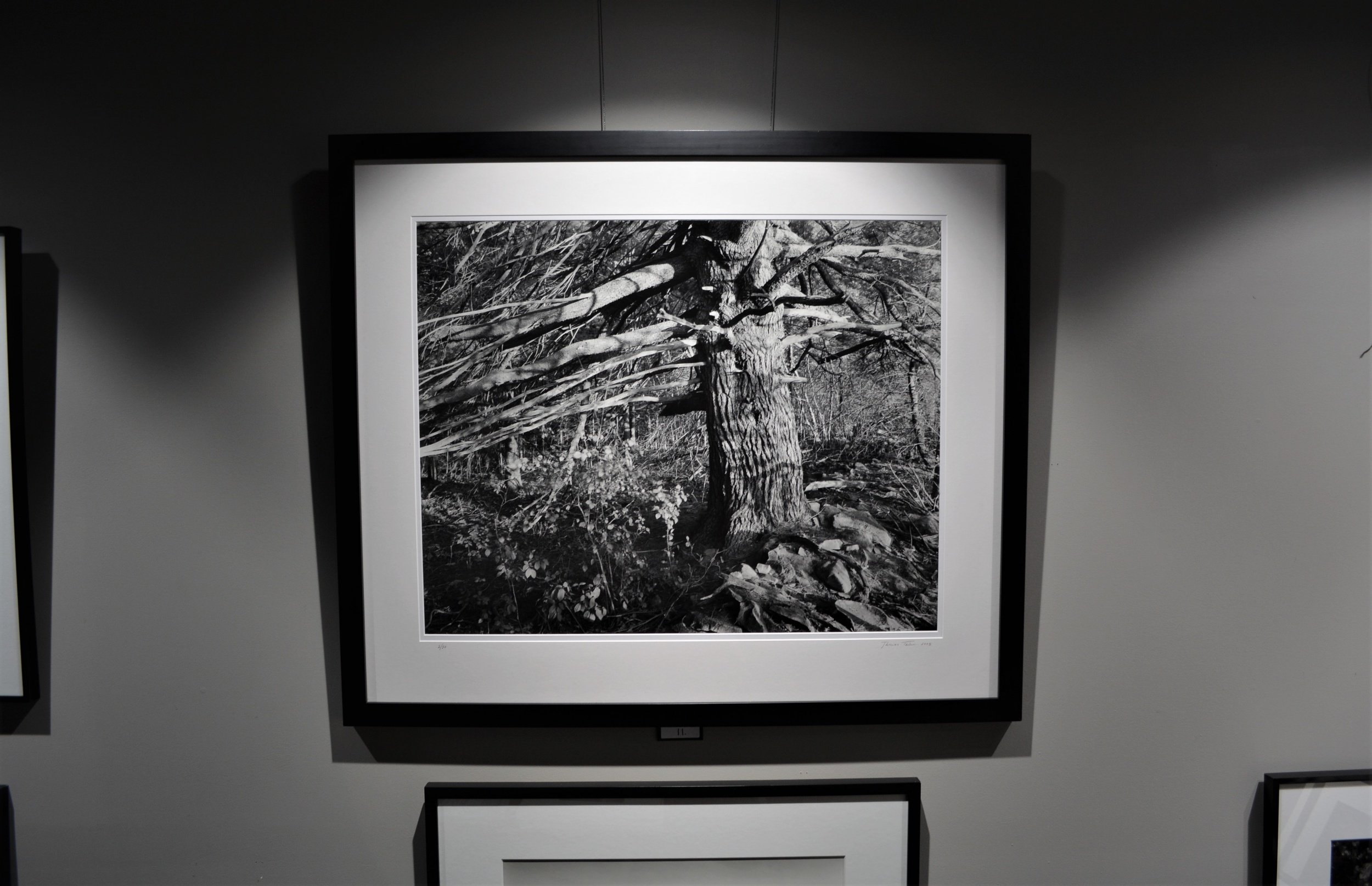 Ancient Pine and stone wall at sunset, Autumn 28×35 framed to 36×44