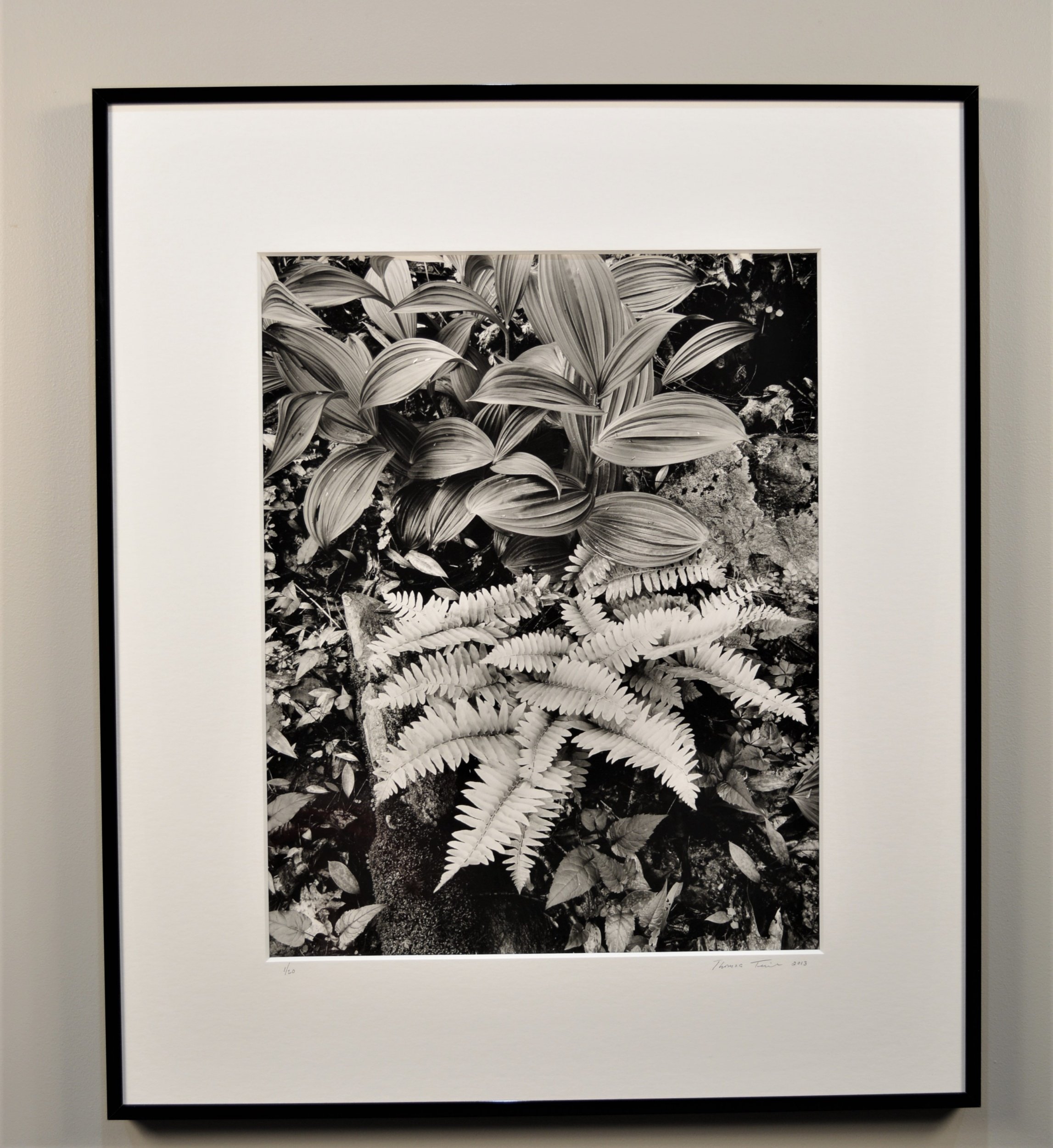 Christmas fern, corn lilies, Catskill Mountains 20×16 framed to 28×24