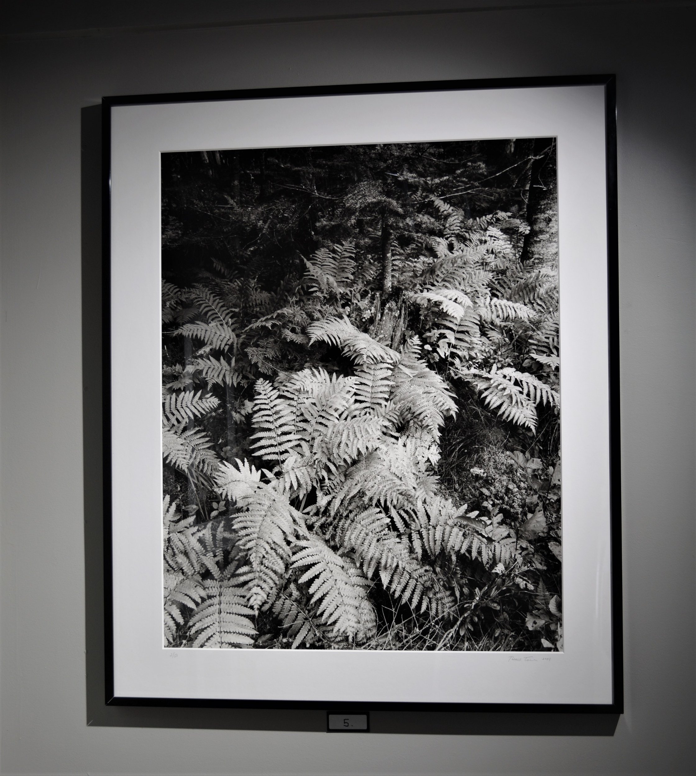 Autumn ferns, moss and balsam fir, Adirondack Park 35×28 framed to 40×48