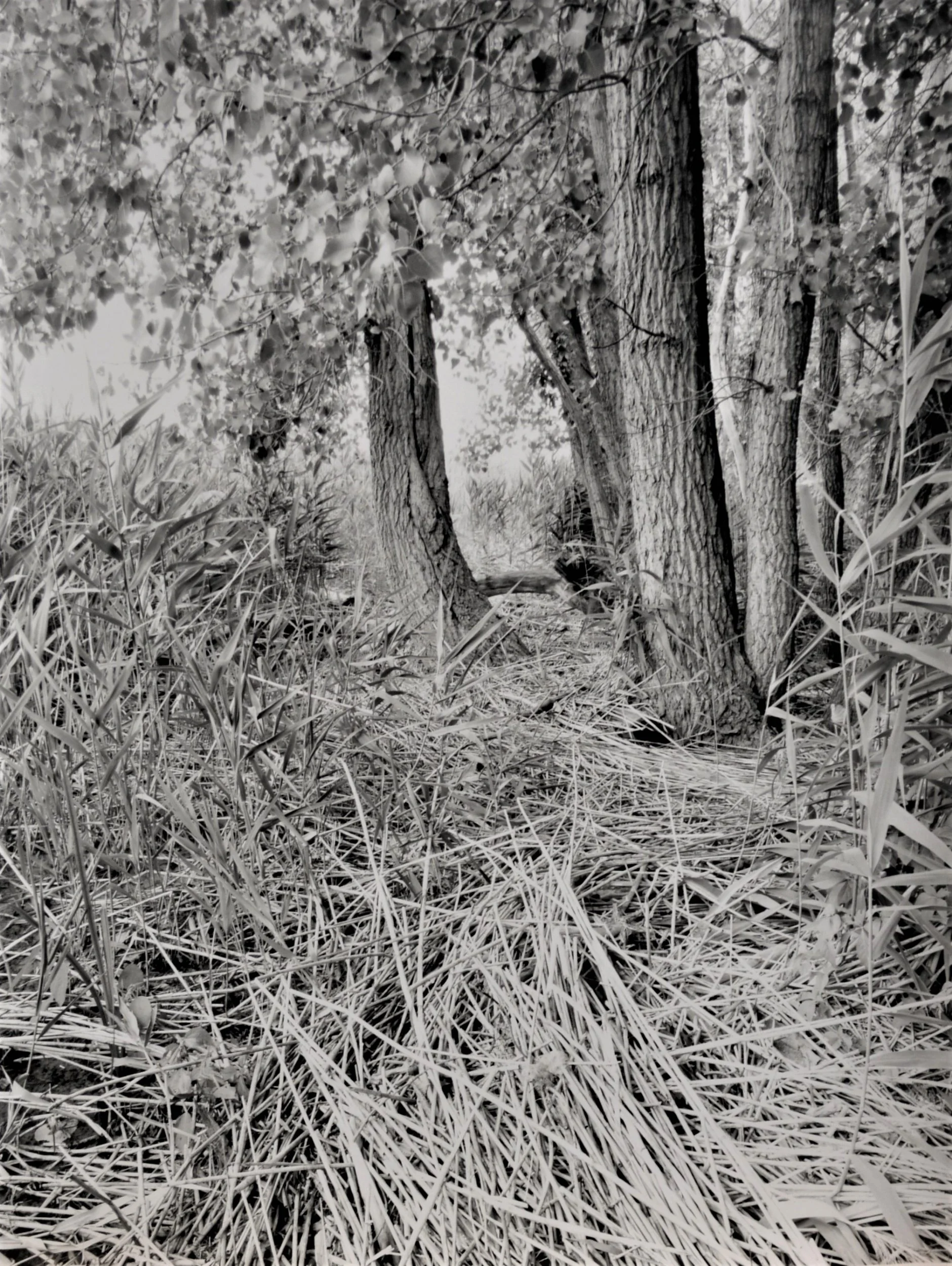 Cottonwood, phragmites, shoreline, Roger's Island, Hudson River