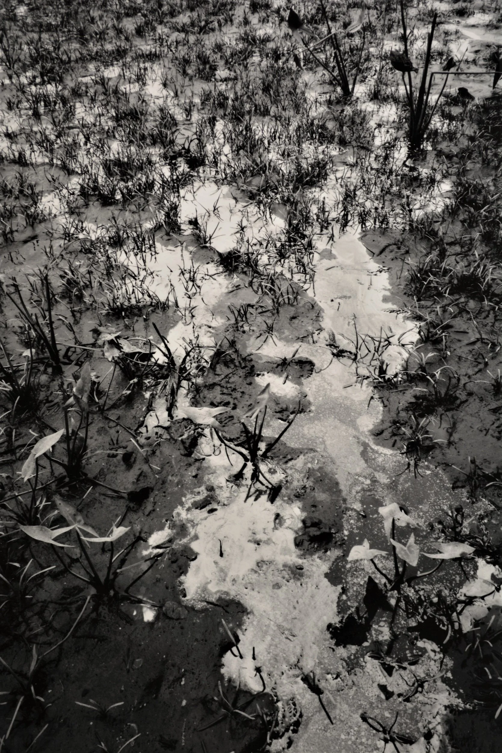 Shining Decay, Hudson River