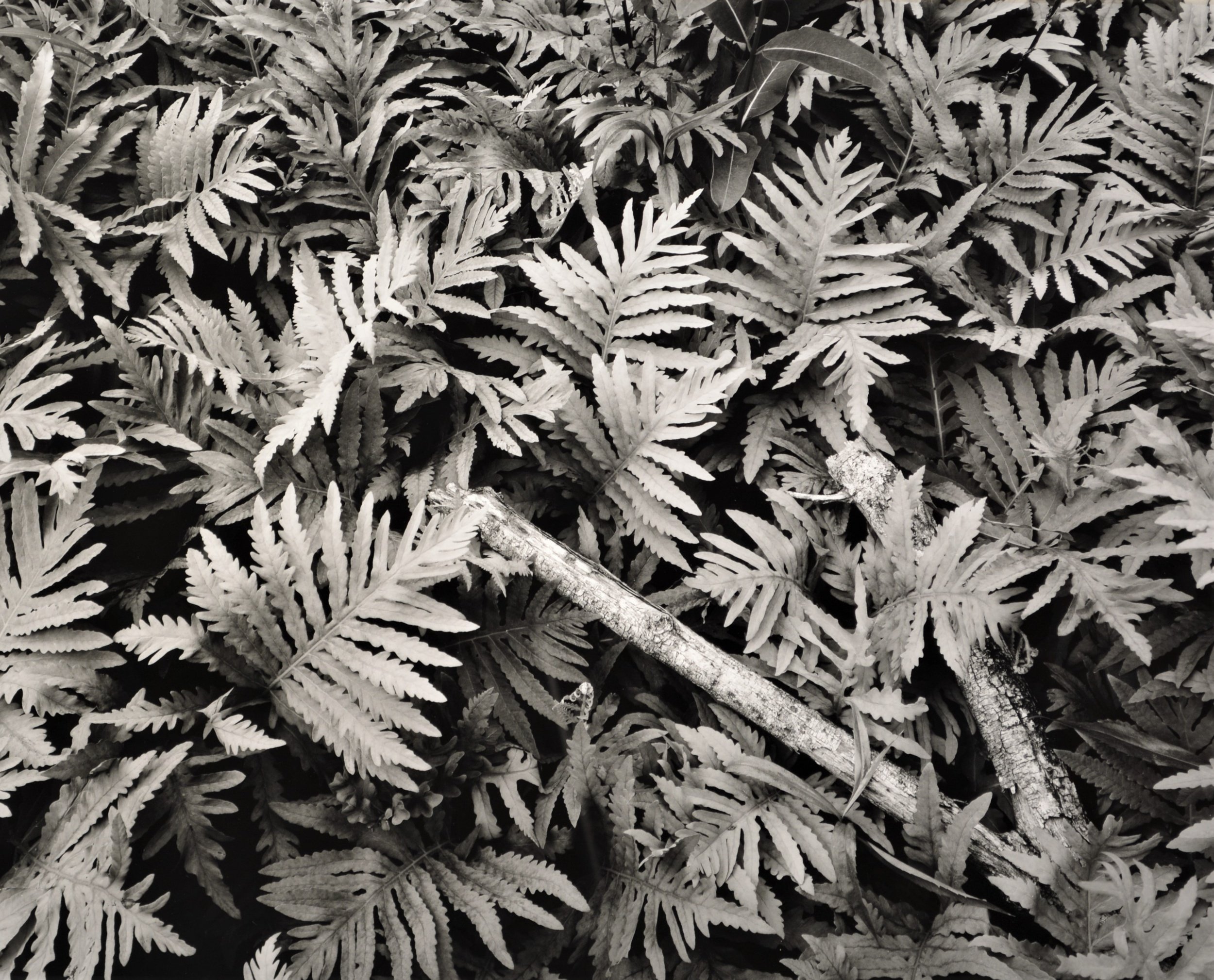 Sensitive ferns and fallen branch 2010
