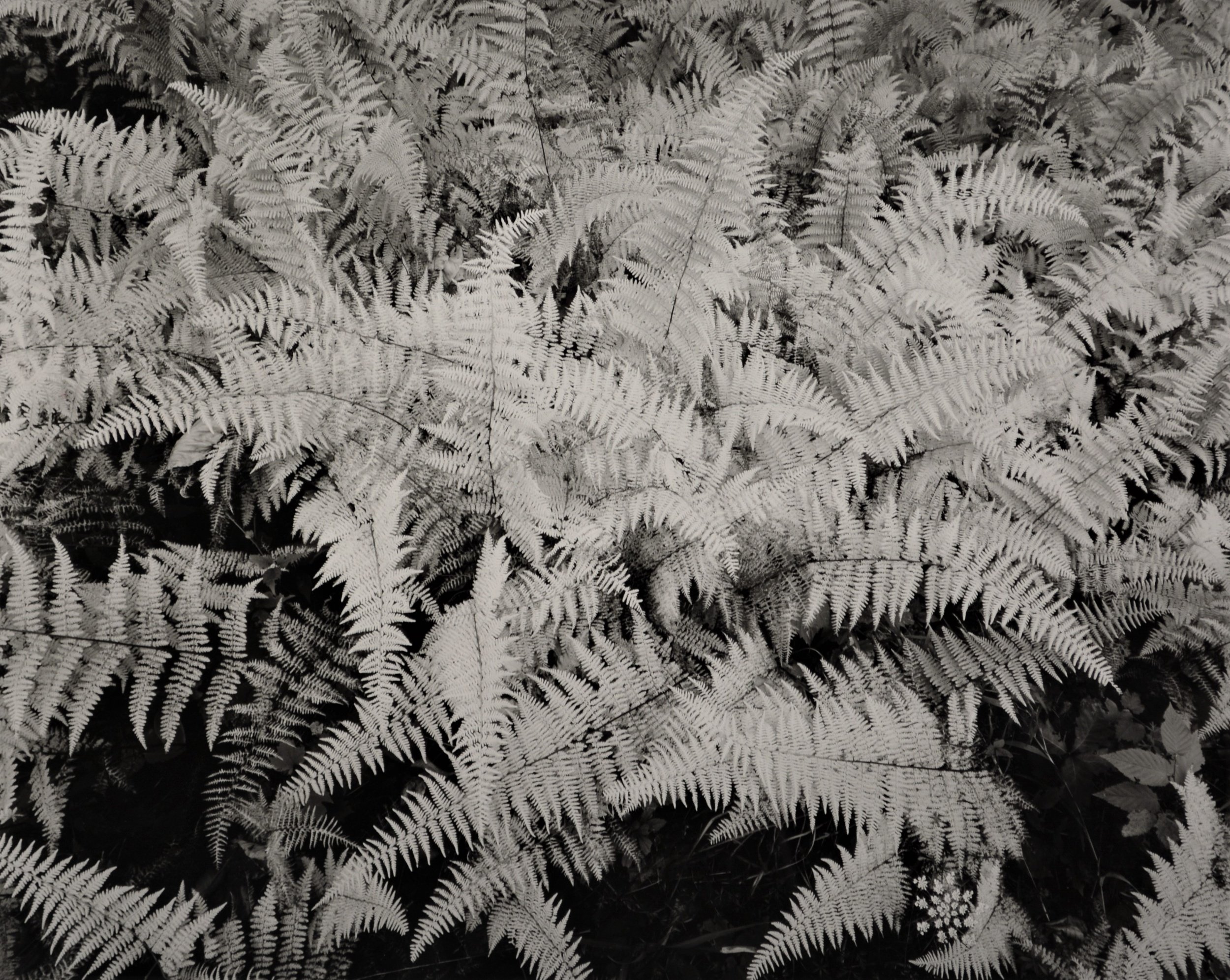 Hay scented ferns, Autumn, Catskill Mountains 2014
