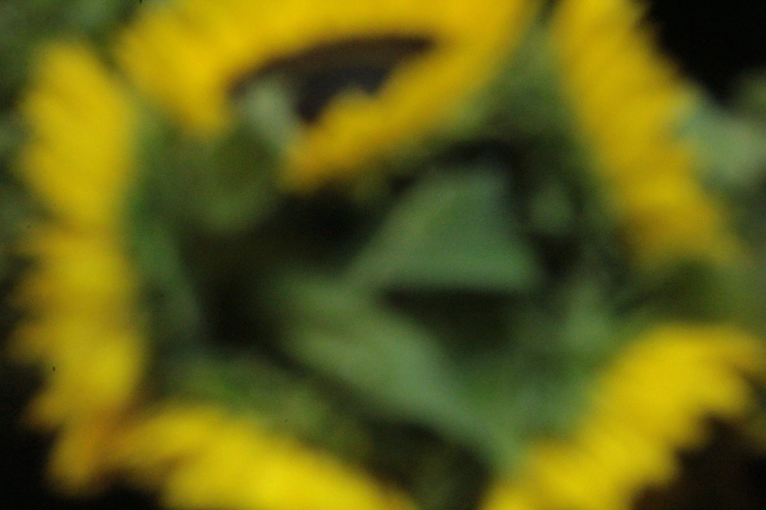 Flowers0.JPG