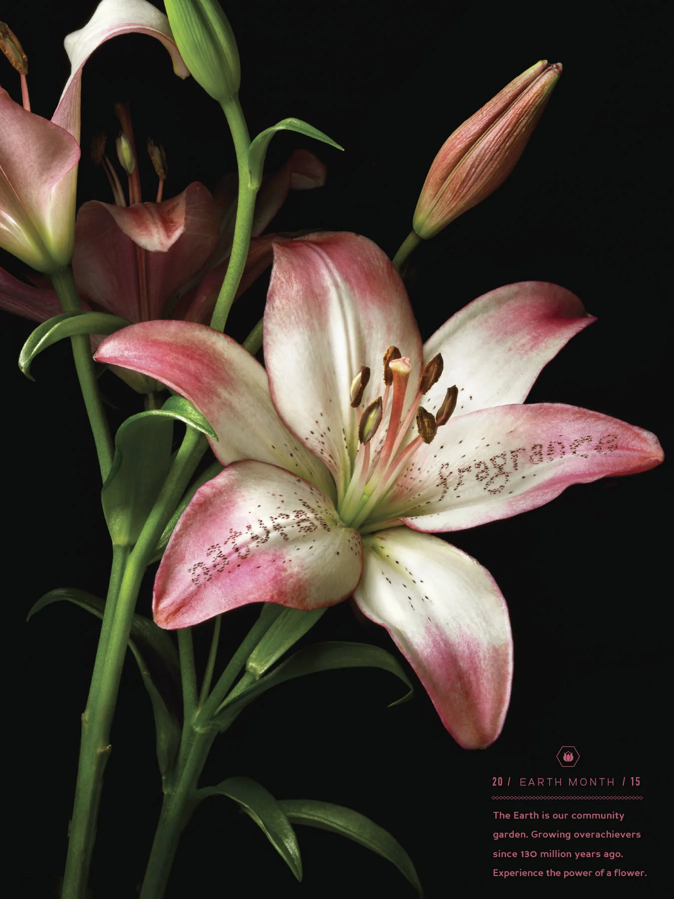 FlowerPower-3.jpg