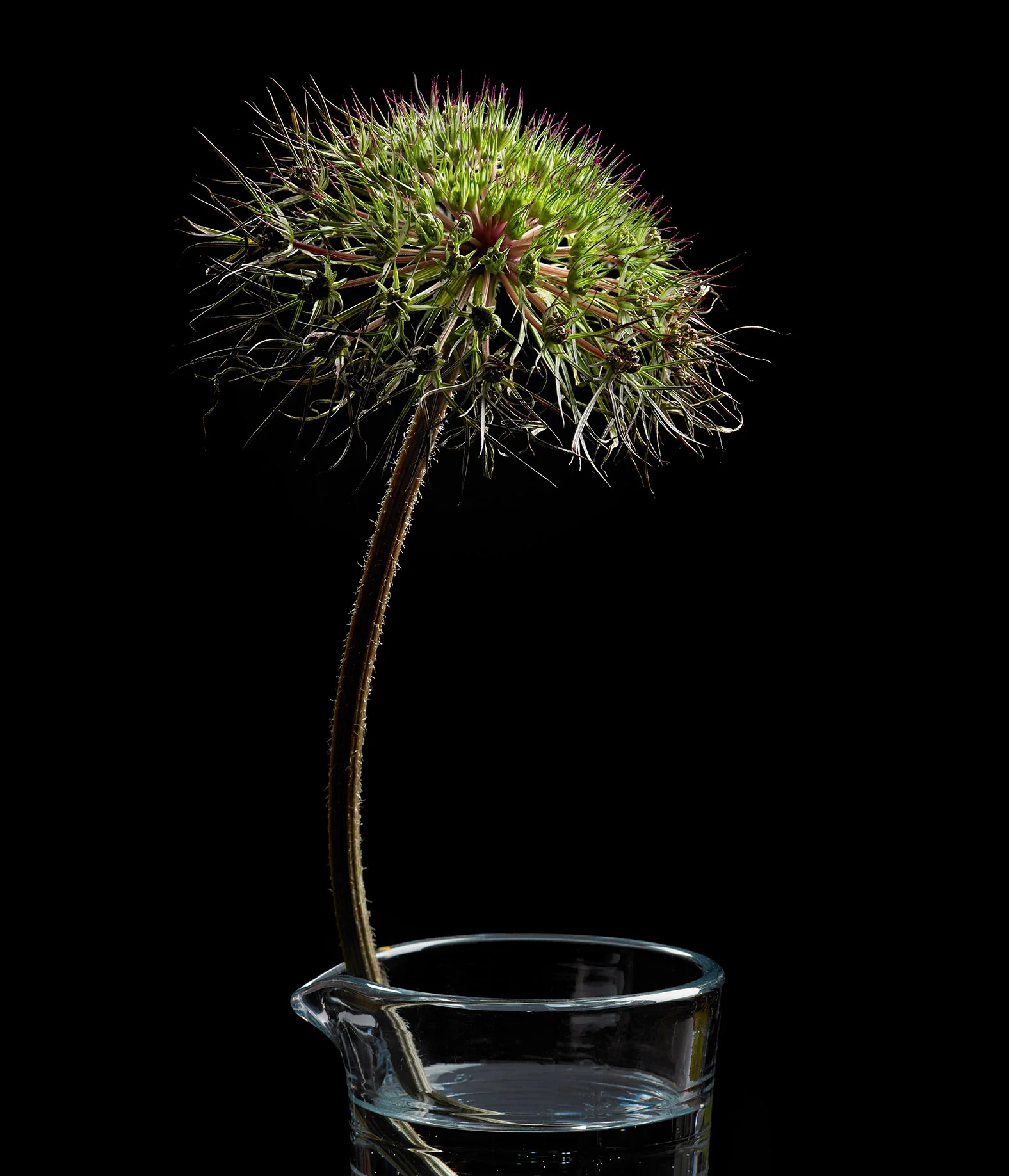 flower.in.glass.jpg
