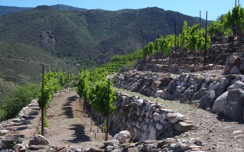 The terraces of the Judith vineyard site just outside Jerome in Northern Arizona Photo Credit: jamessuckling.com