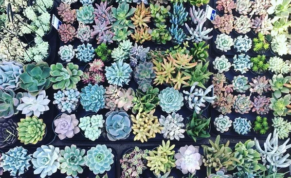 Dig It Nursery