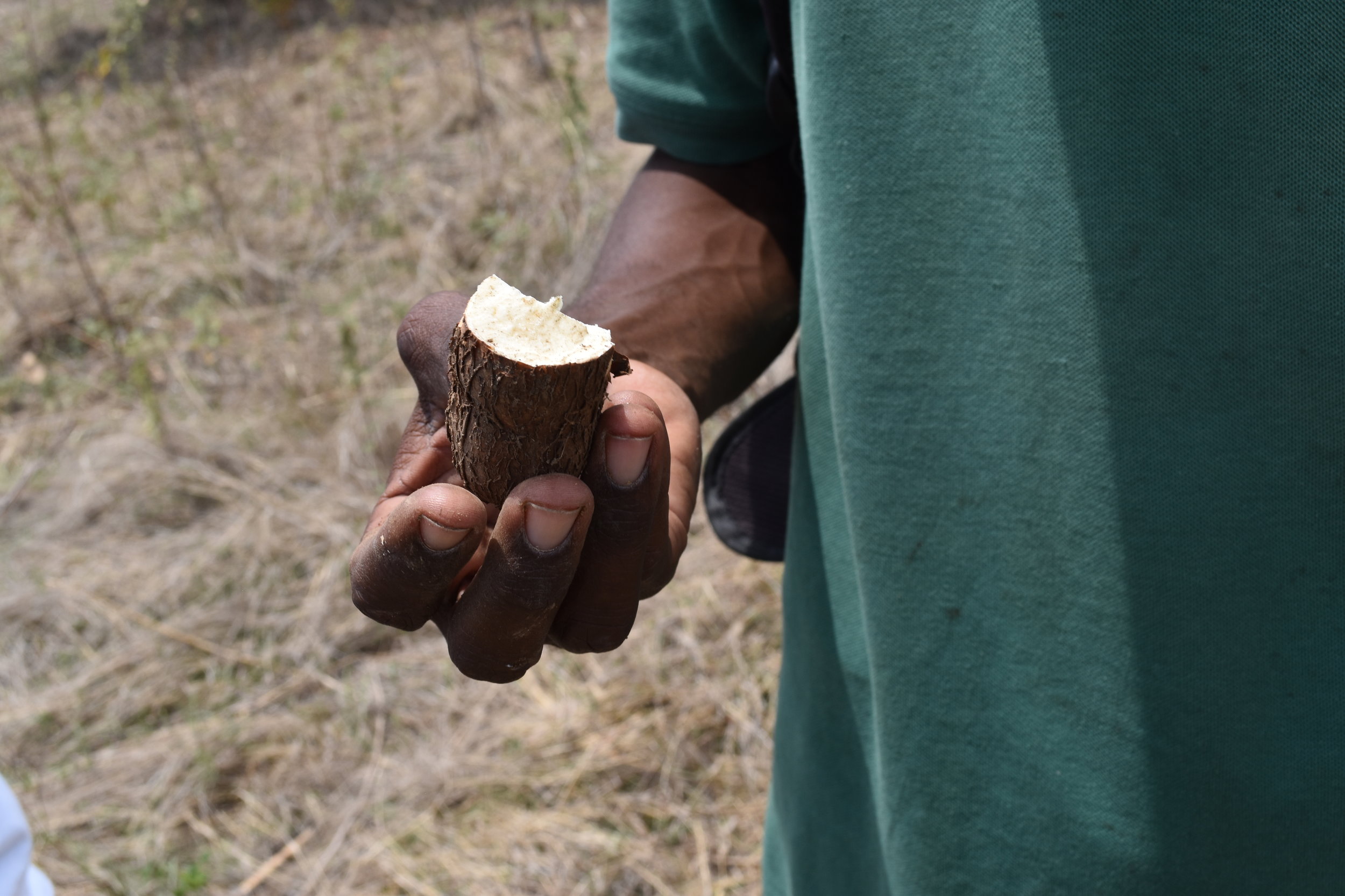  Andral tore open the outer skin of the manioc and ate the raw root crop. 