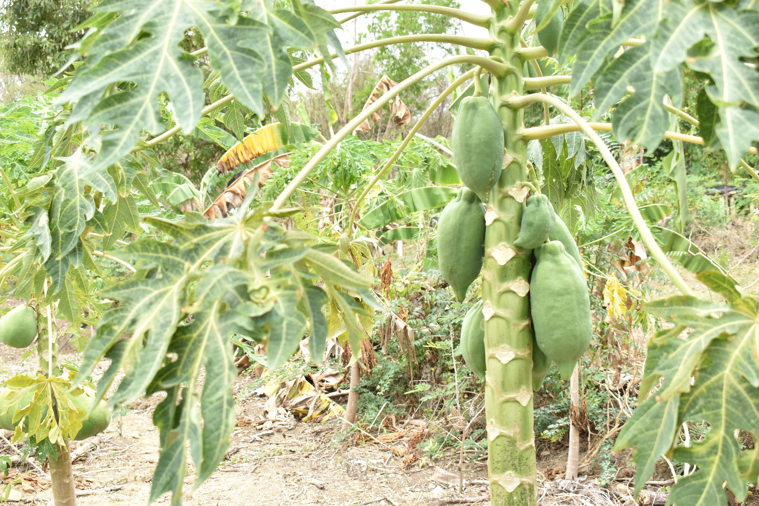  The central plateau grows large and tasty papaya which we enjoyed each day we were on our trip. 