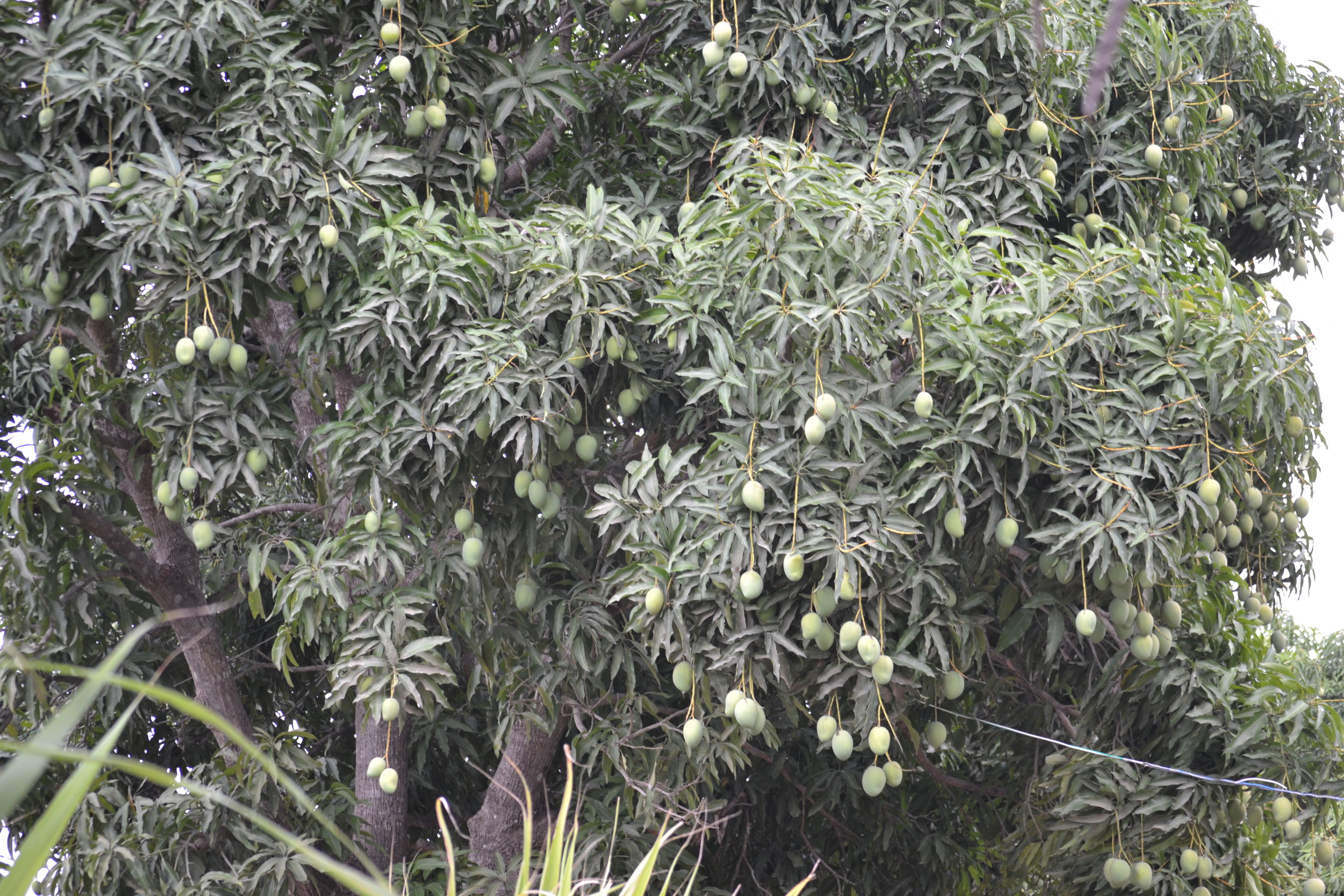  Despite the drought, well established mango trees produce bountiful fruit. 