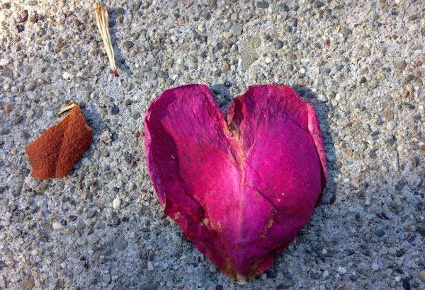 heart.jpeg