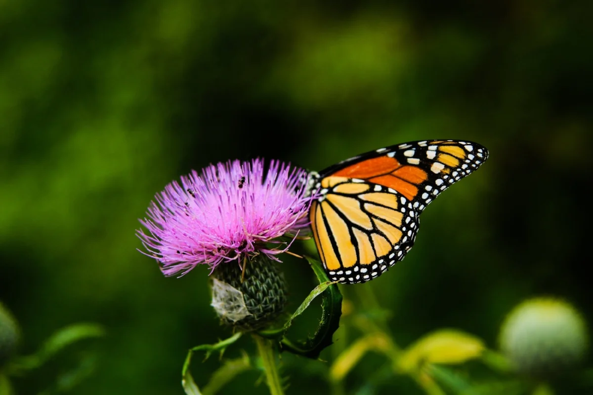 monarch_thistle.jpg