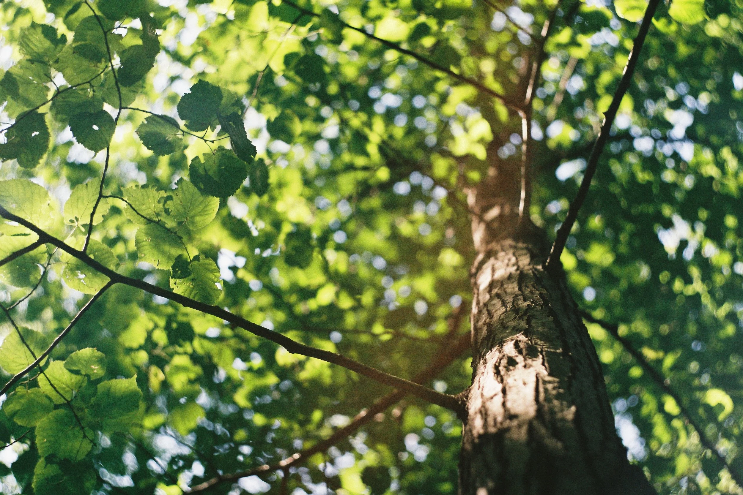 sunlight-tree.jpg