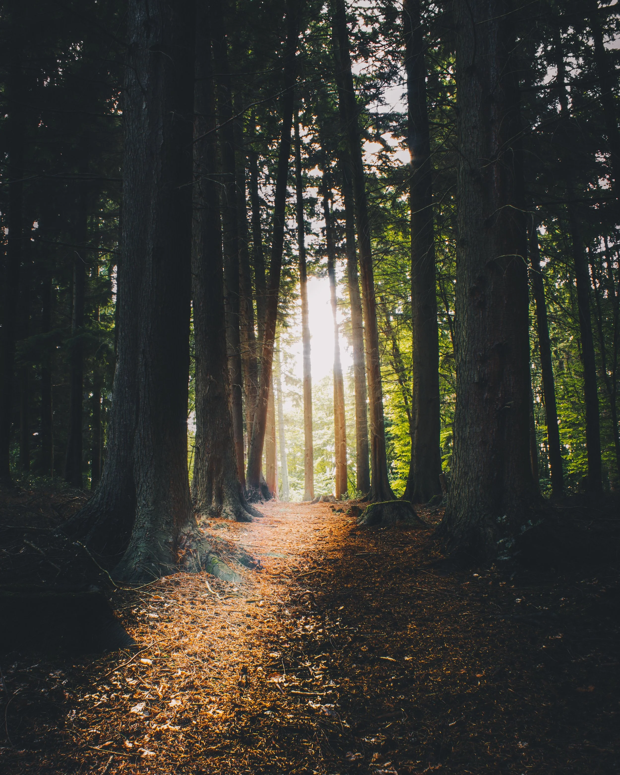 sunlit_forest_path.jpg