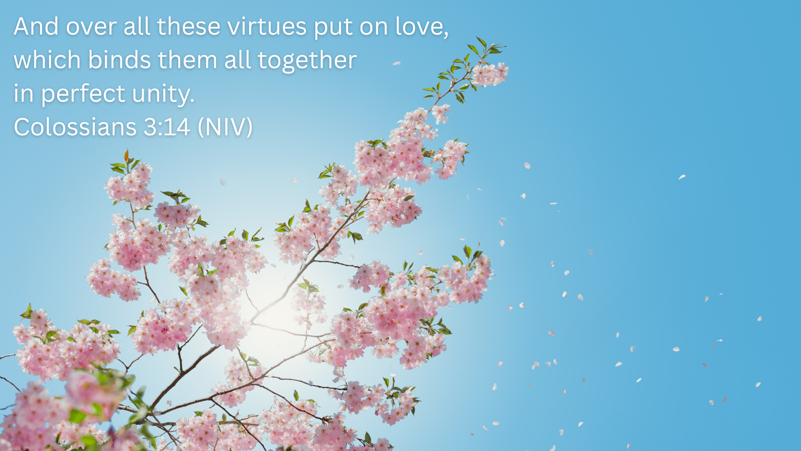 pink cherry blossoms with a bright blue sky and a quotation of Colossians 3:14, NIV