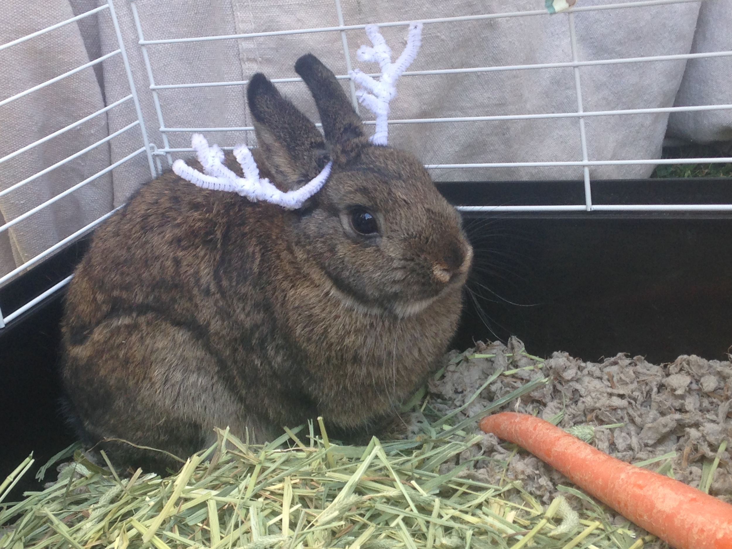 Cassidy Bliss Vintage's special guest, Paprika the Bun!