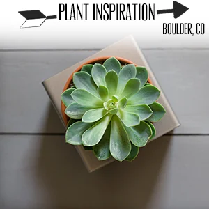 Plant Inspiration.jpg