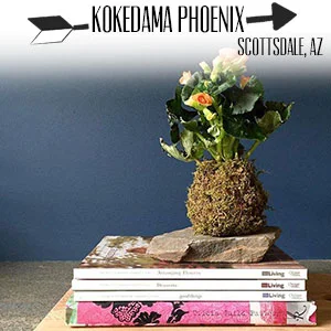 Kokedama Phoenix.jpg