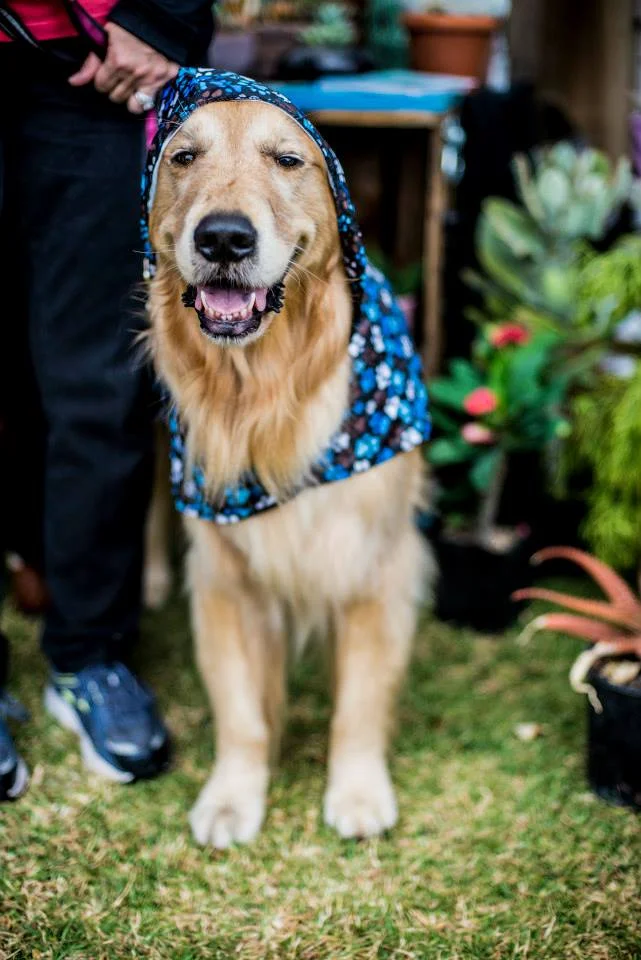 dog.jpg