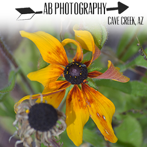 AB Photography.jpg