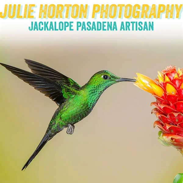 juliehortonphotogrpahy.jpg