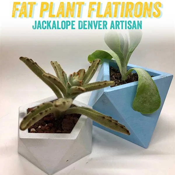 fatplant.jpg