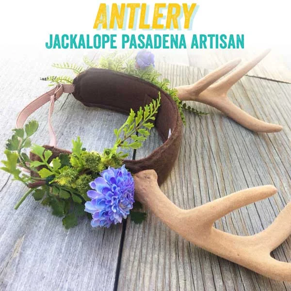 anterlyACC.jpg