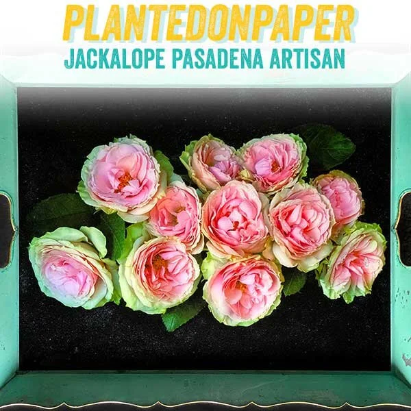 plantedonpaper.jpg