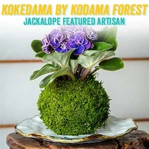http://kodamaforest.com (Copy)