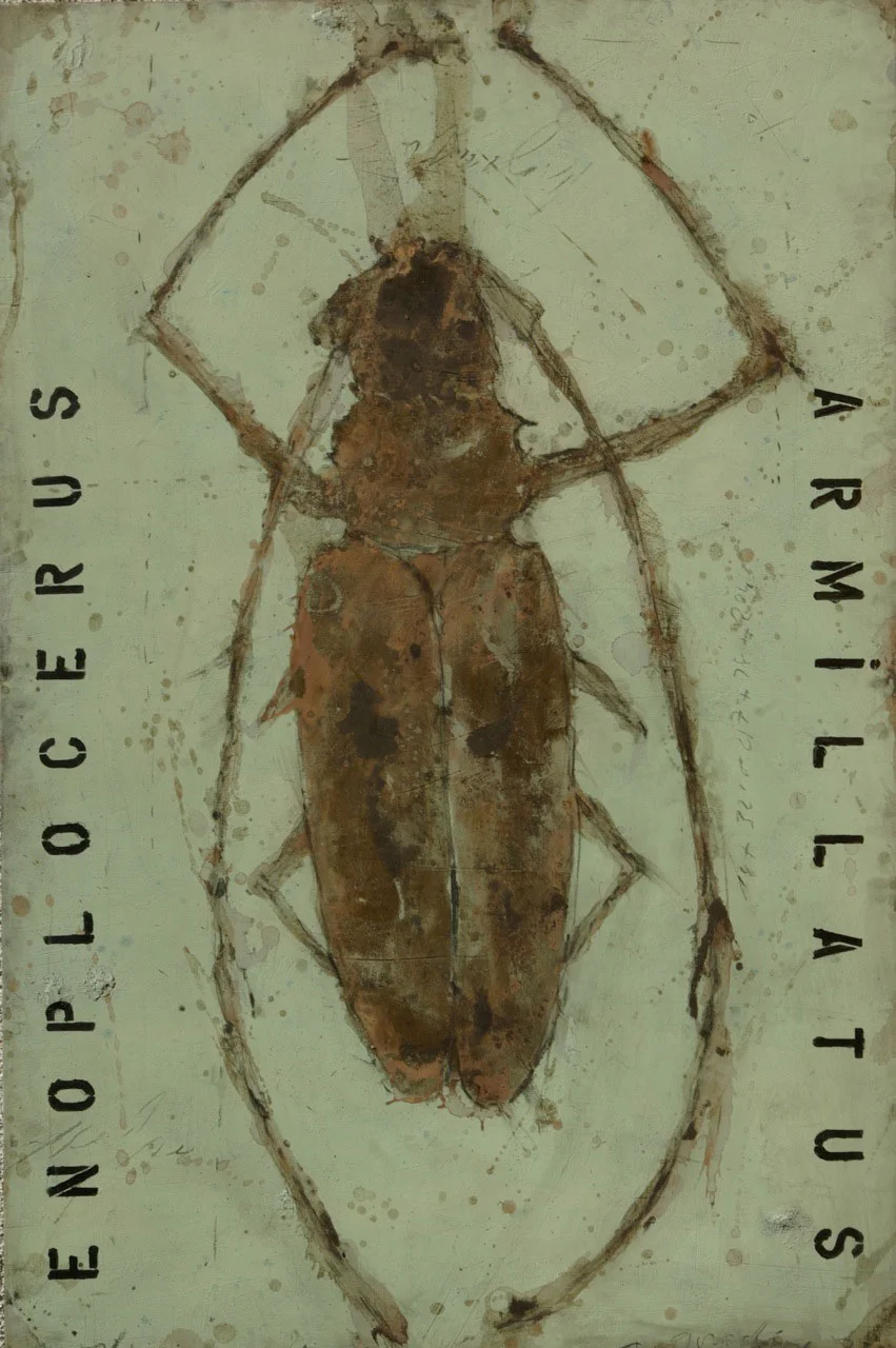 G0003_enoplocerus.jpg