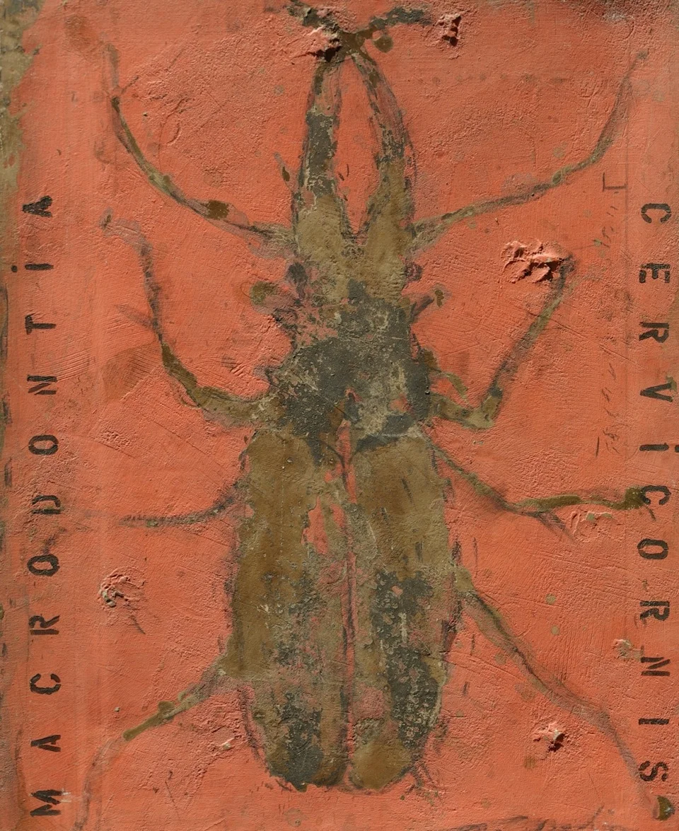 Macrodontia Cervicornis