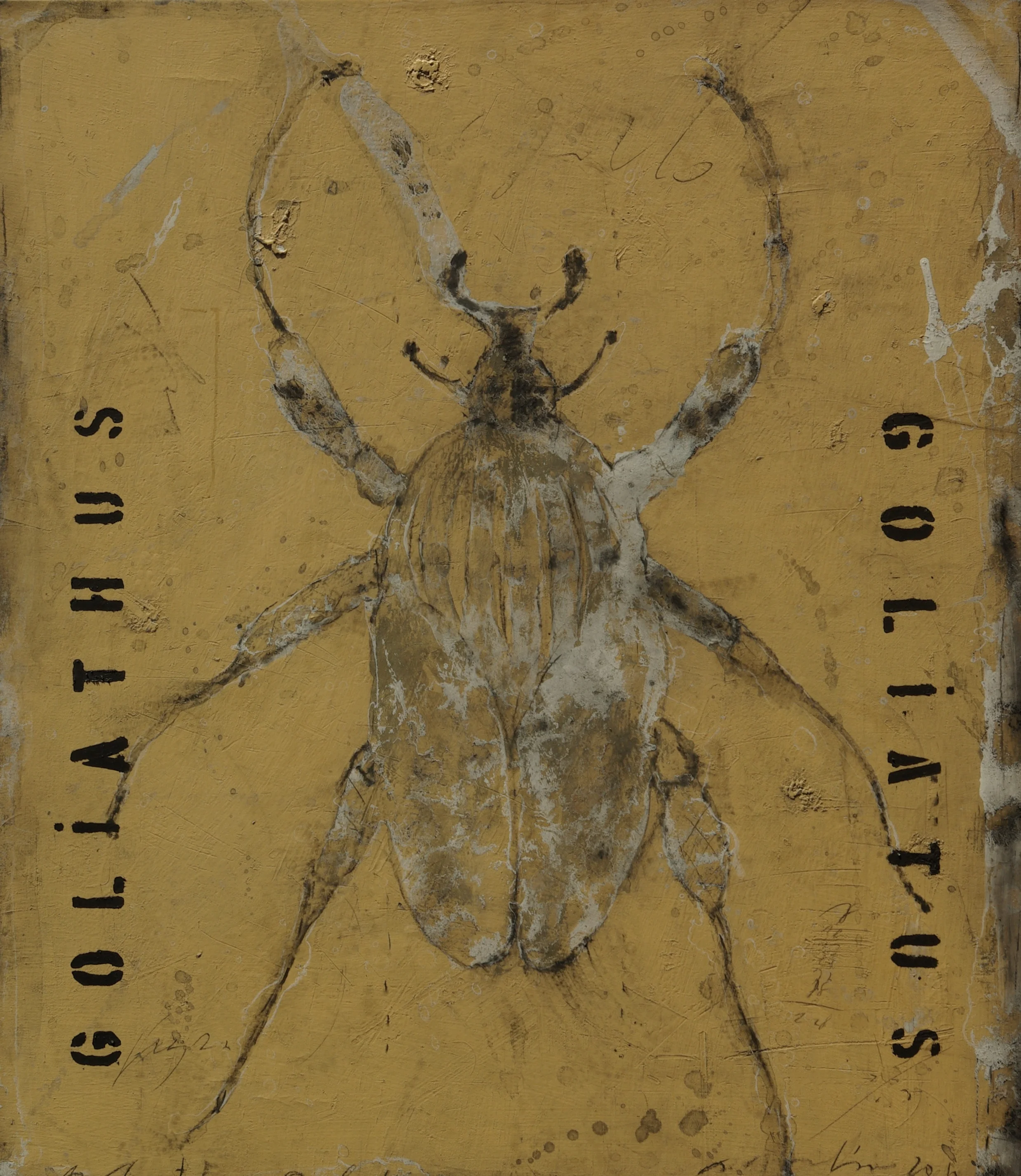 Goliathus Goliatus