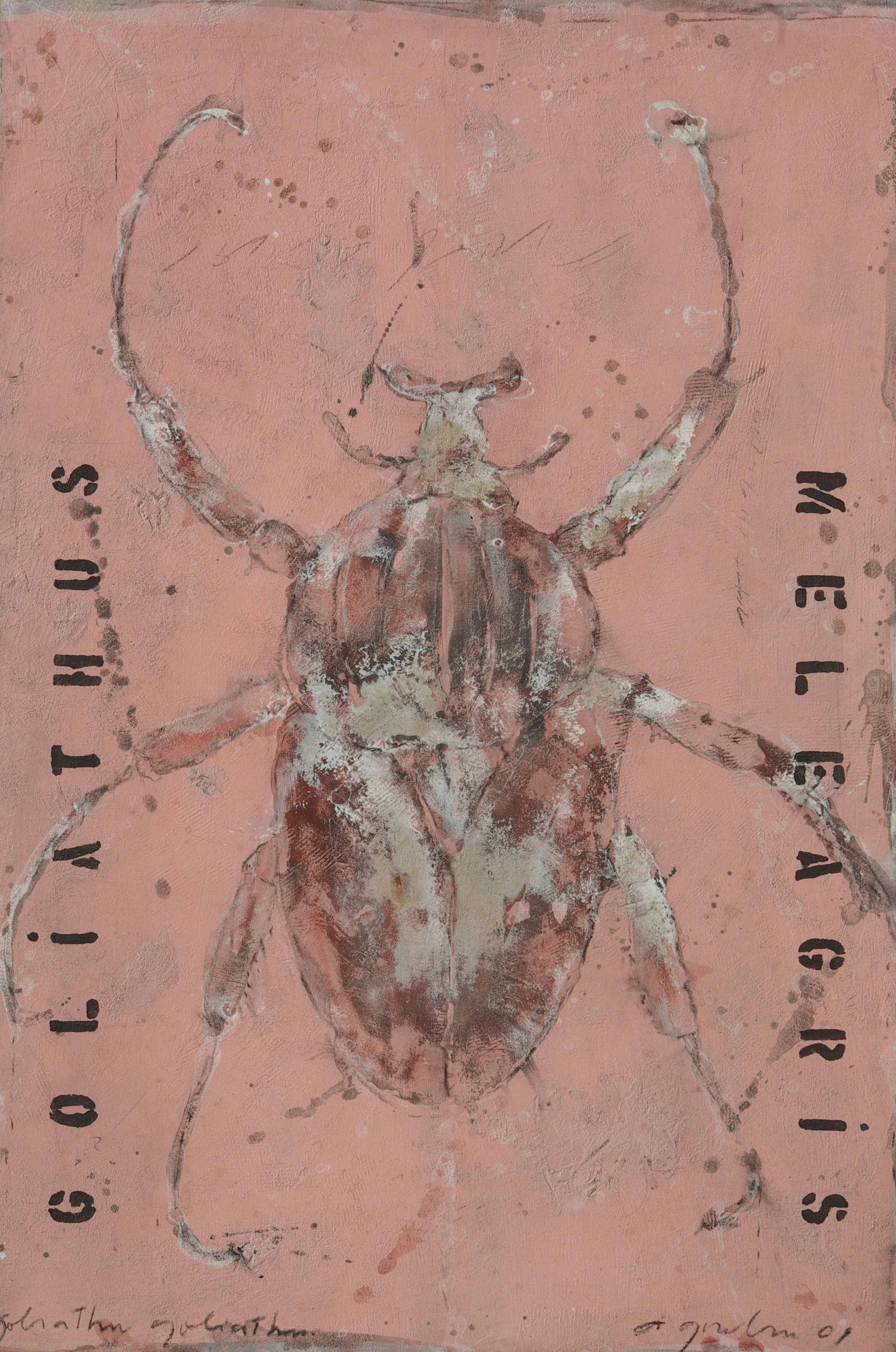 Goliathus Meleagris