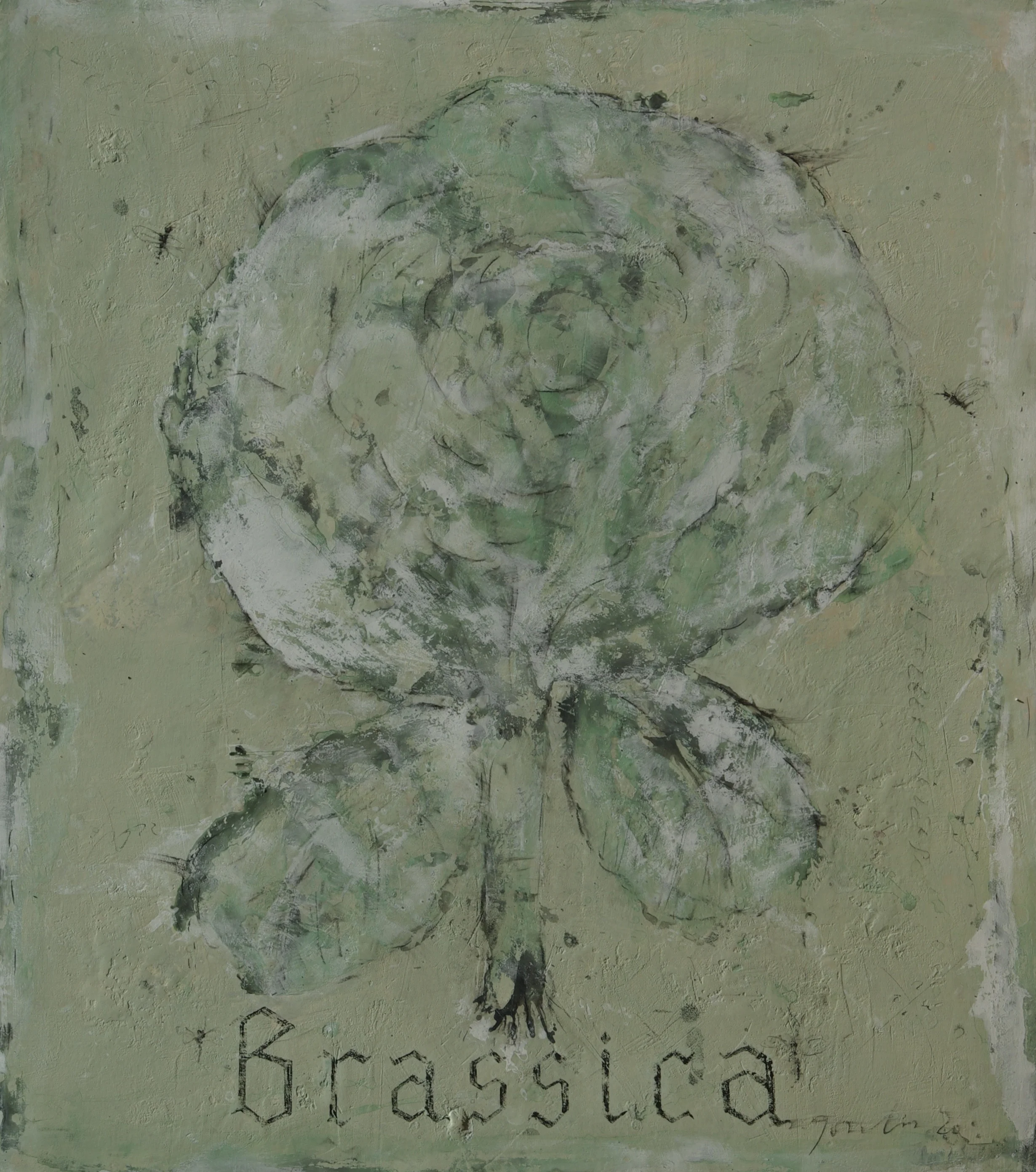 Brassica