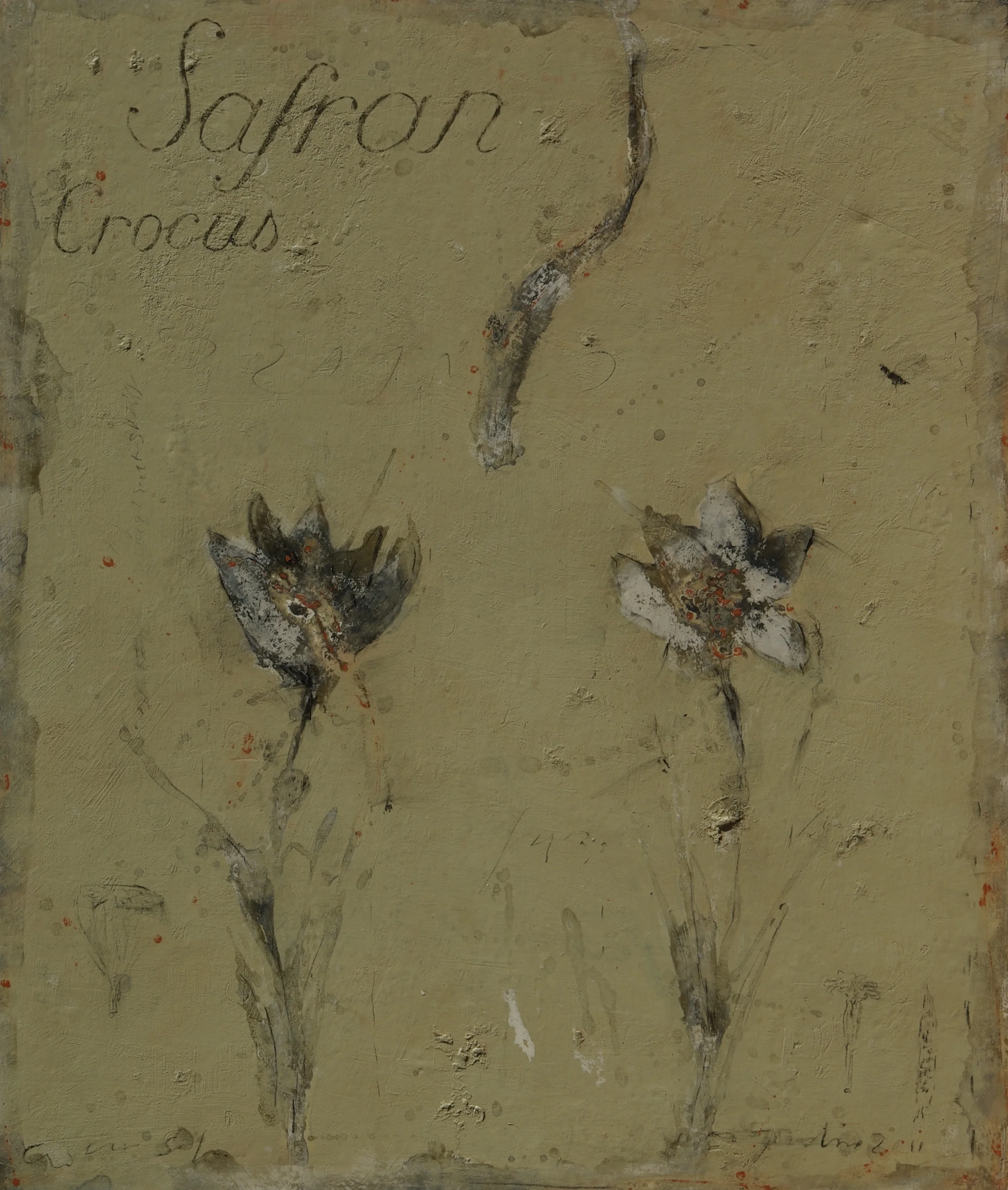 Crocus Safran