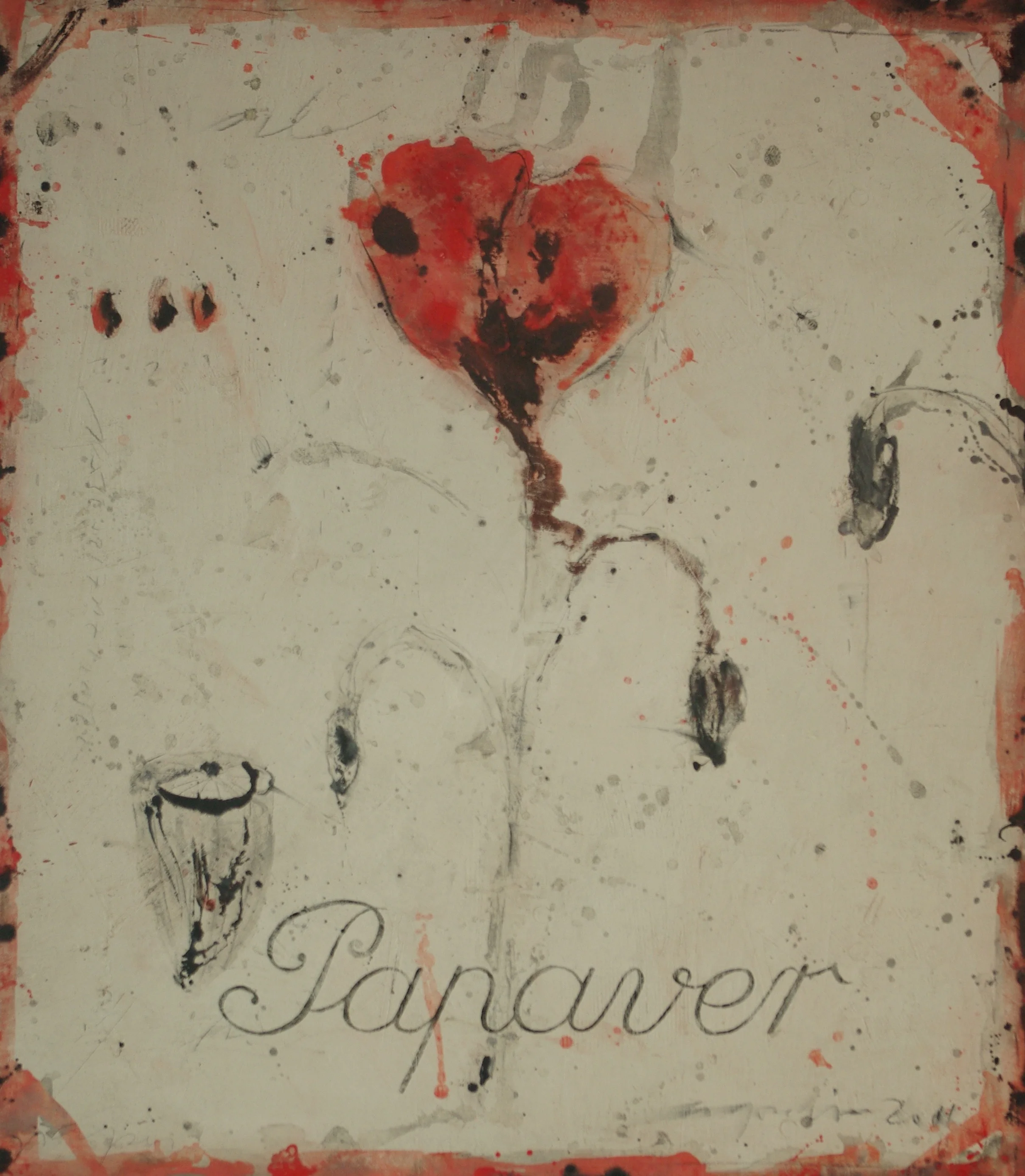 Papaver