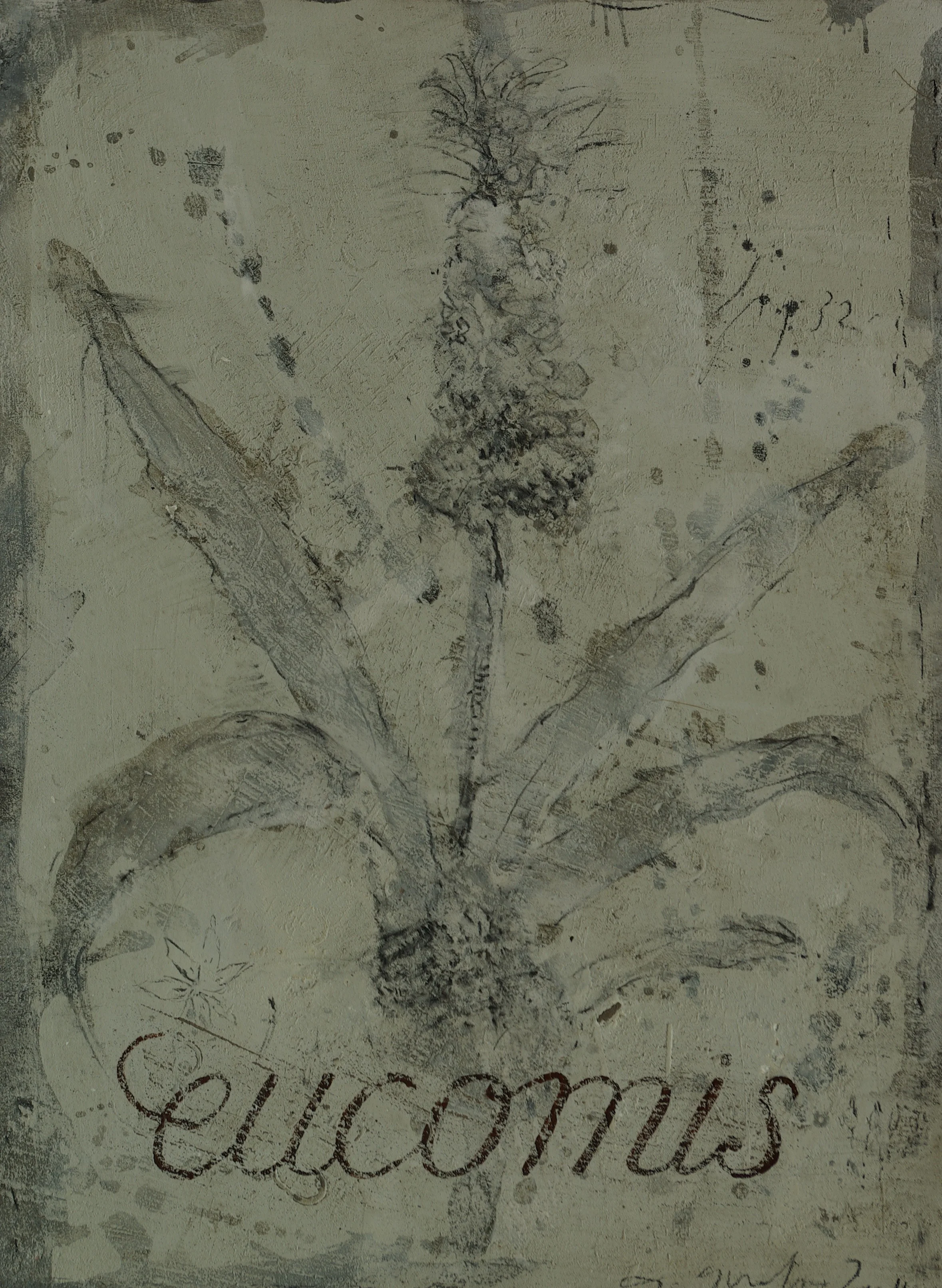 Eucomis