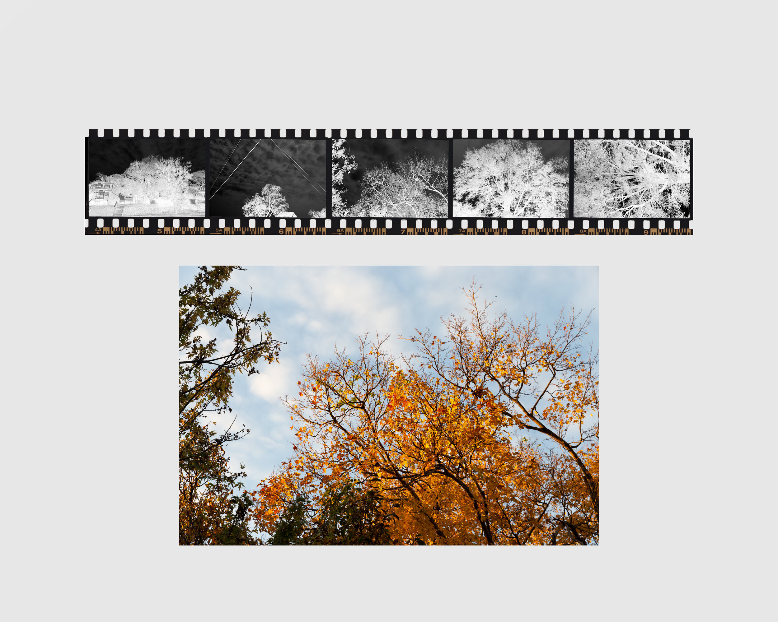 3_Film and tree on white.jpg