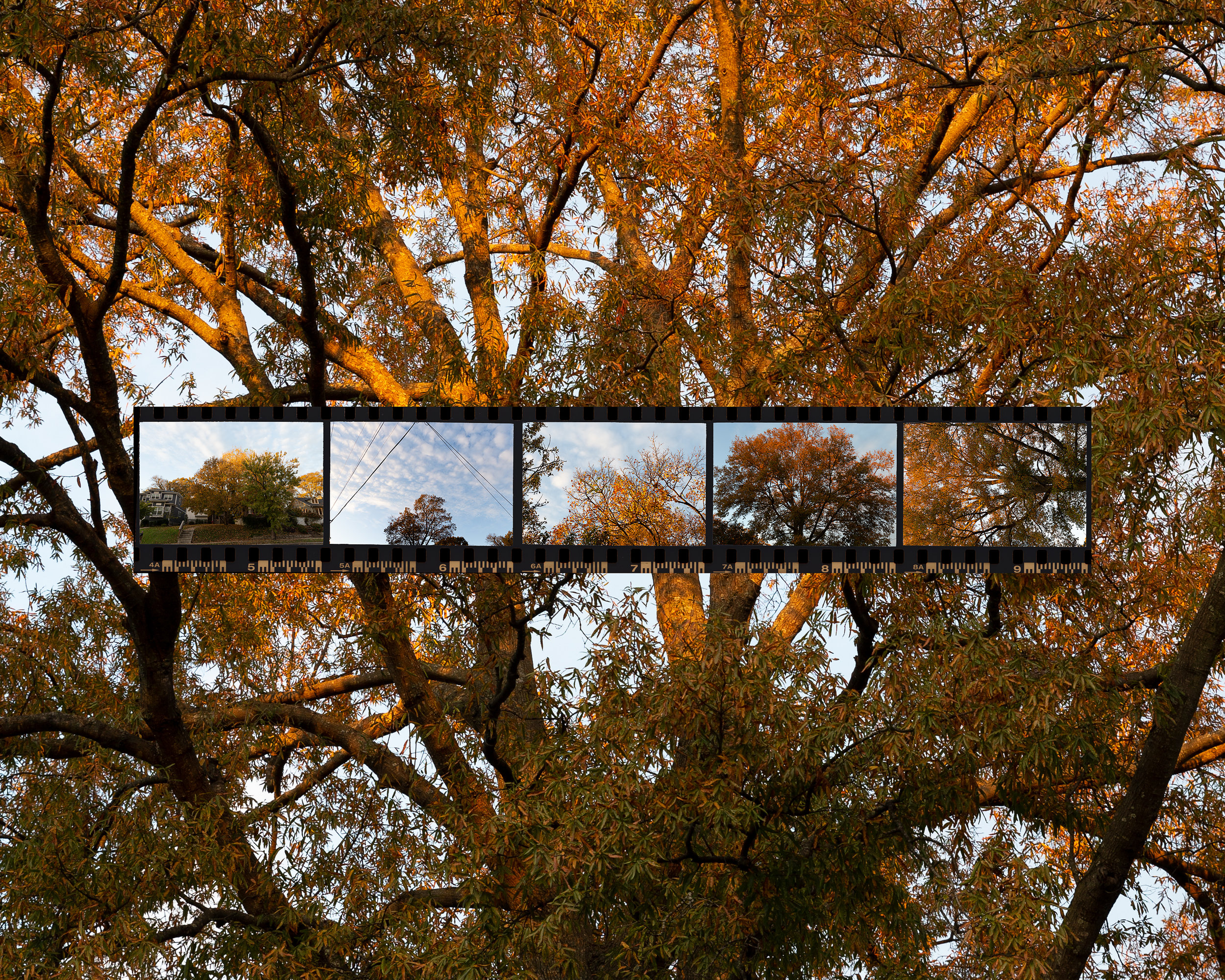 10_Tree film overlay 2.jpg