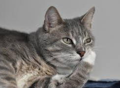 372: Do Animals Think?