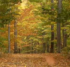 840: 6 Ways to Deepen Your Spiritual Relation with Nature