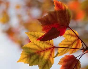 442: Your Life is Always Changing; What a Great Thing: Living the Tao