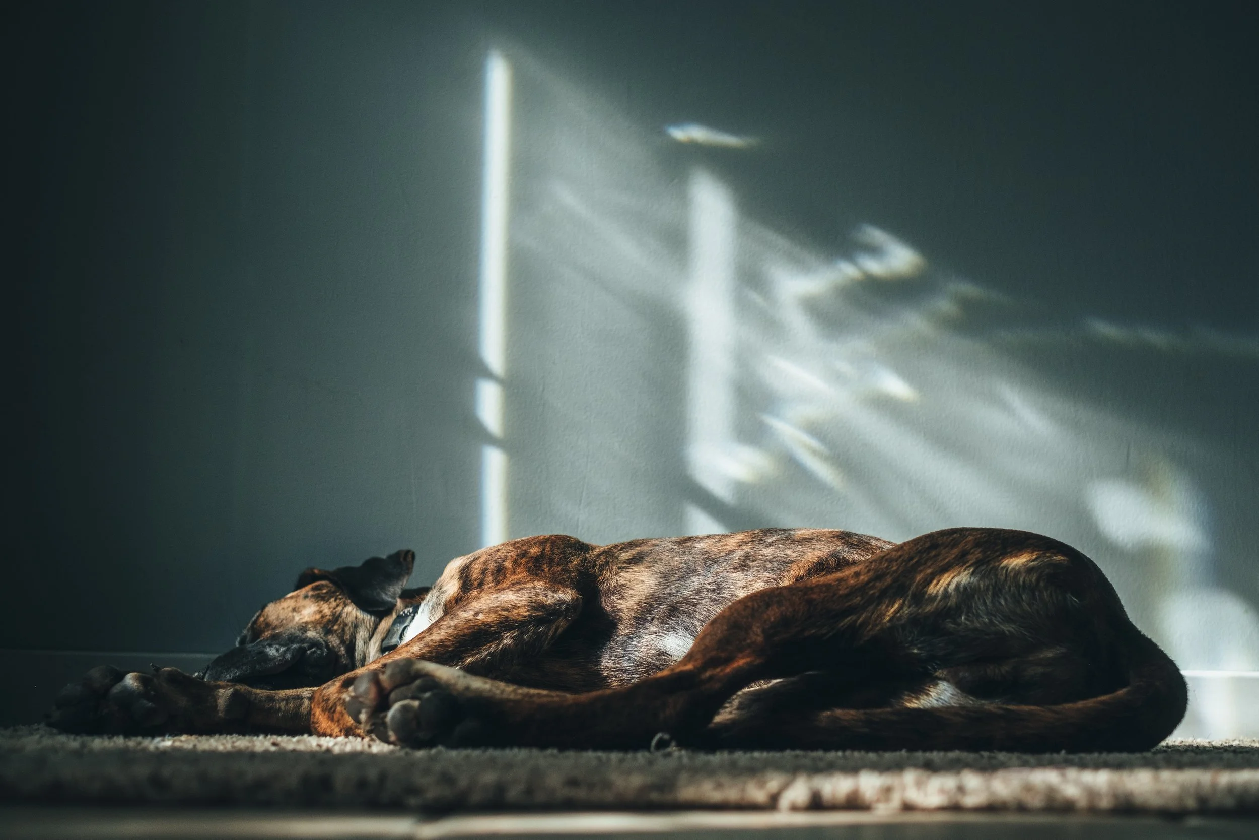 553: Why Going to Bed the Same Time Each Night Helps You Sleep Better