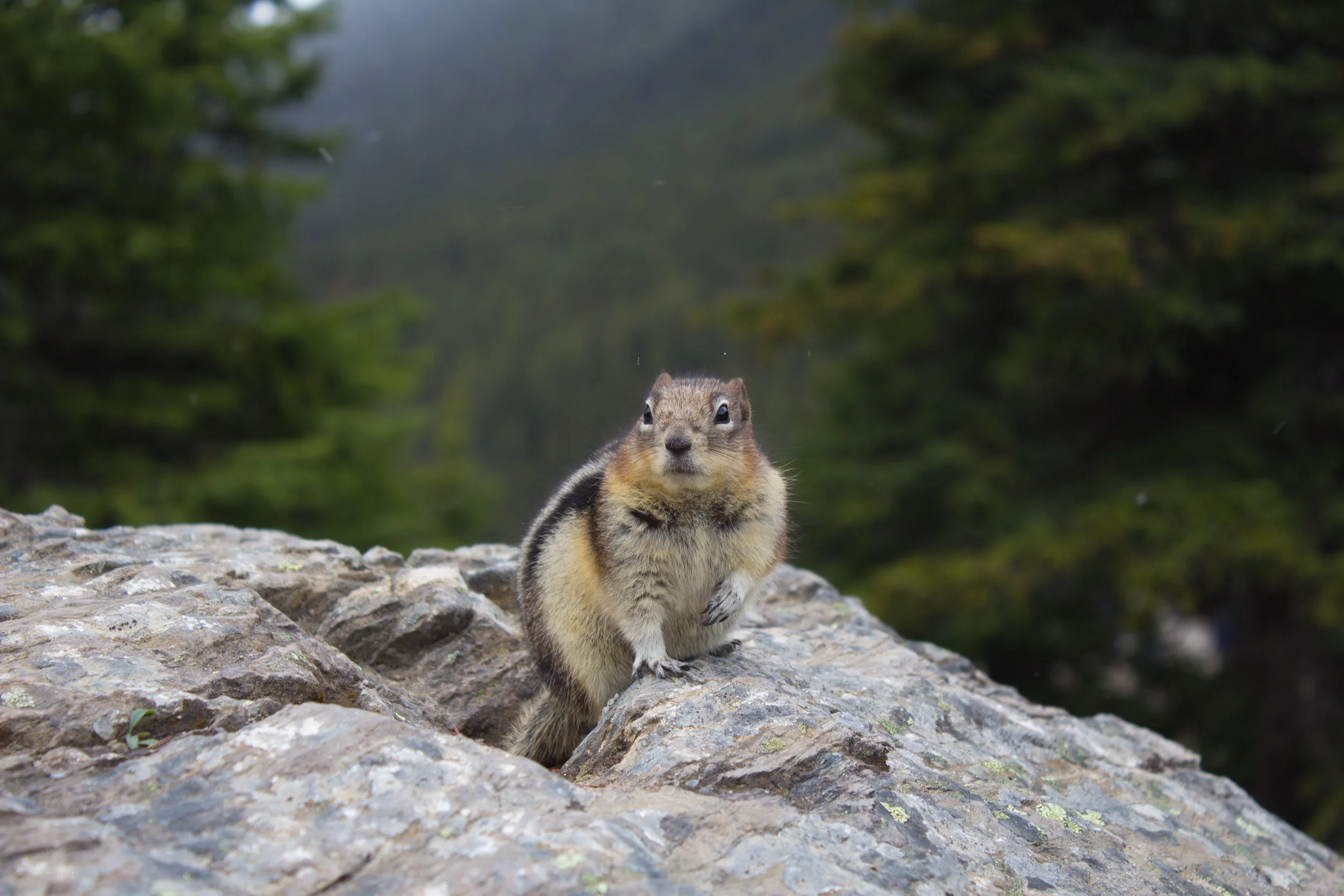 908: Speedy Chipmunks and Why Some People Lack Balance